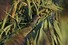 Acrocephalus arundinaceus