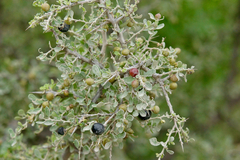 Condalia warnockii