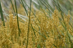 Atriplex portulacoides