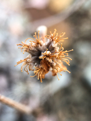 Eriogonum ovalifolium