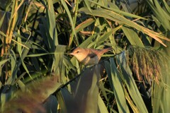 Acrocephalus arundinaceus