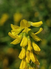 Melilotus altissimus