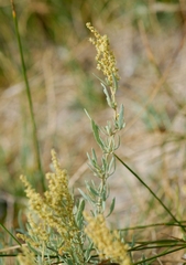 Atriplex portulacoides