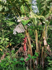 Heliconia pogonantha image