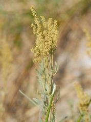 Atriplex portulacoides