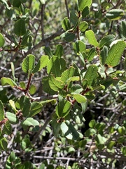 Rhamnus ilicifolia