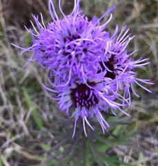 Liatris novae-angliae