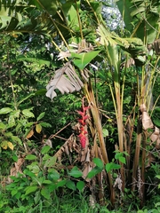 Heliconia pogonantha