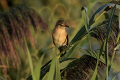 Acrocephalus arundinaceus