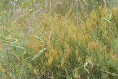 Atriplex portulacoides