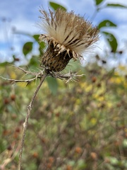Cirsium discolor