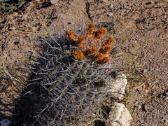 Ferocactus