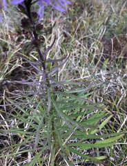 Liatris novae-angliae