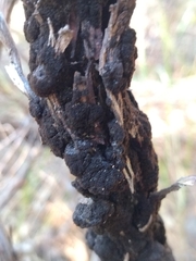 Hormiscium ericae