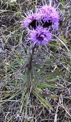 Liatris novae-angliae