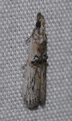 Nephopterix angustella