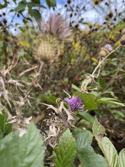 Cirsium discolor