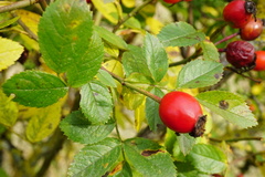 Rosa zalana