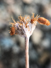 Eriogonum ovalifolium