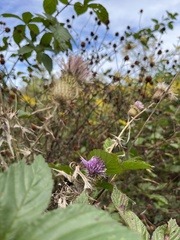 Cirsium discolor