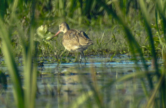 Limosa haemastica