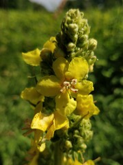 Verbascum speciosum