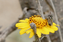 Copestylum marginatum
