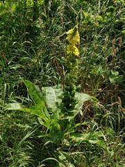 Verbascum speciosum