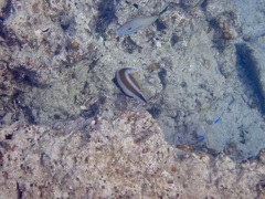 Heniochus chrysostomus
