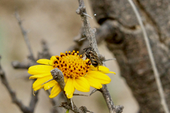 Copestylum marginatum