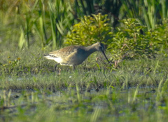 Limosa haemastica