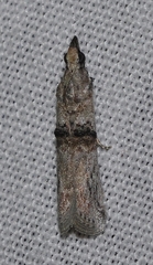 Nephopterix angustella