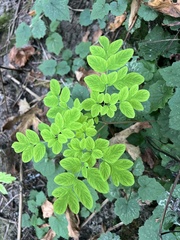 Corydalis scouleri