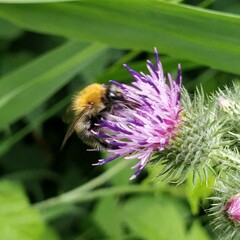 Bombus pascuorum