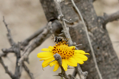 Copestylum marginatum