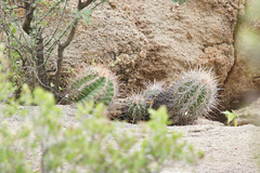 Thelocactus bicolor bicolor