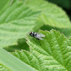 Anthomyia procellaris