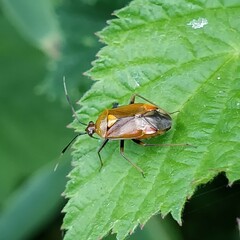 Deraeocoris ruber