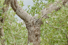 Quercus grisea