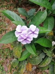 Brunfelsia grandiflora