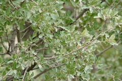 Quercus grisea