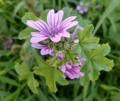 Malva sylvestris