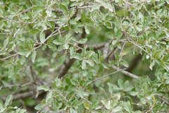 Quercus grisea