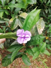 Brunfelsia grandiflora