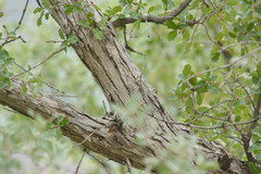 Quercus grisea