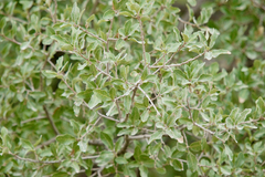 Quercus grisea
