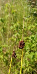 Juncus conglomeratus