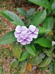 Brunfelsia grandiflora