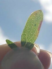 Hypericum perforatum