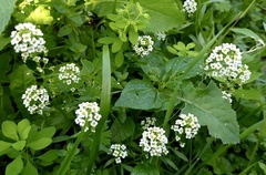 Lobularia maritima